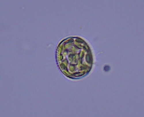 iNaturalist observation photo of Diatoms
