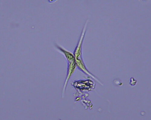 iNaturalist observation photo of Dicloster acuatus