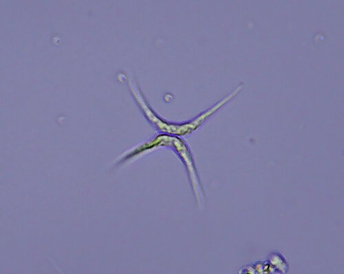 iNaturalist observation photo of Dicloster acuatus