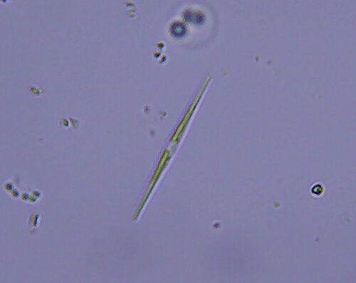 iNaturalist observation photo of Diatoms