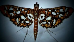 Nausinoe geometralis