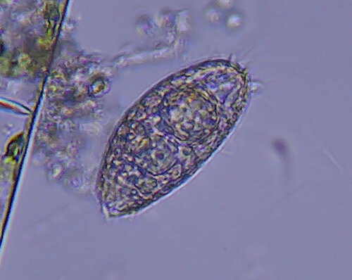 iNaturalist observation photo of Colepidae