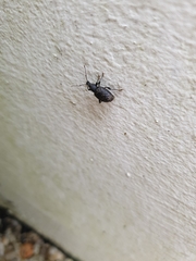 Otiorhynchus sulcatus