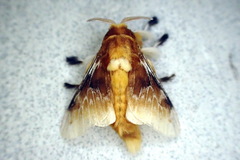 Megalopyge megalopygae