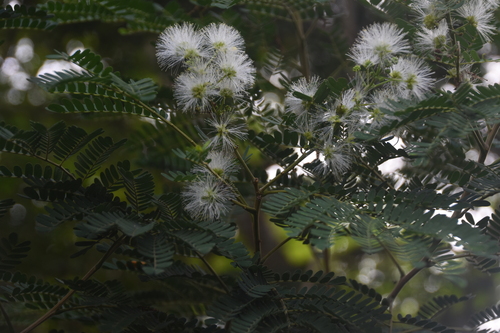 Pseudalbizzia tomentosa