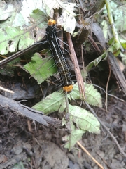 Exsula dentatrix albomaculata