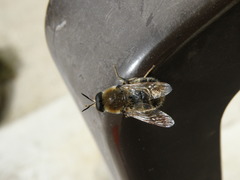 Stratiomys longicornis