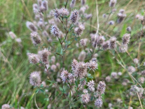 rabbitfoot clover