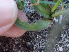 Dipcadi brevifolium