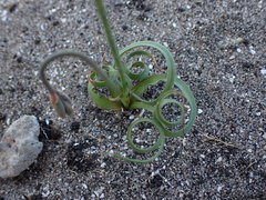 Dipcadi brevifolium