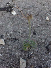 Dipcadi brevifolium