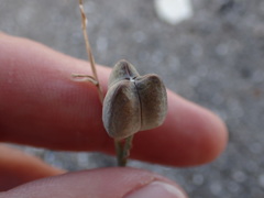 Dipcadi brevifolium
