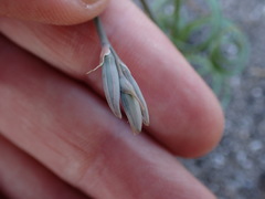 Dipcadi brevifolium