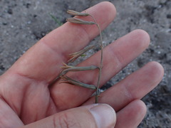 Dipcadi brevifolium