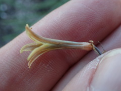 Dipcadi brevifolium