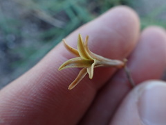 Dipcadi brevifolium