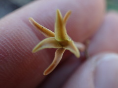 Dipcadi brevifolium