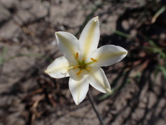 Cyrtanthus loddigesianus
