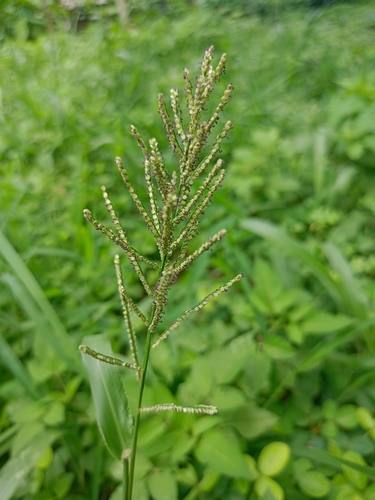 Paspalum paniculatum observed 2026-08-21