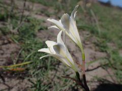 Cyrtanthus loddigesianus