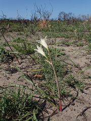 Cyrtanthus loddigesianus