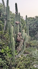 Pilosocereus arrabidae, photograph (c) fmunoz, some rights reserved (CC BY)