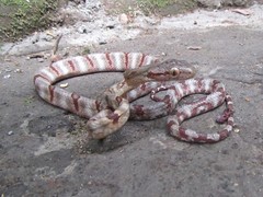 Boiga cynodon
