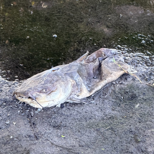 Channel Catfish