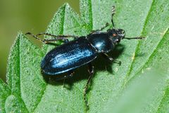 Platycerus caraboides