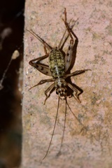 Gryllomorpha dalmatina