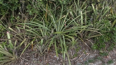 Bromelia antiacantha, photograph (c) fmunoz, some rights reserved (CC BY)
