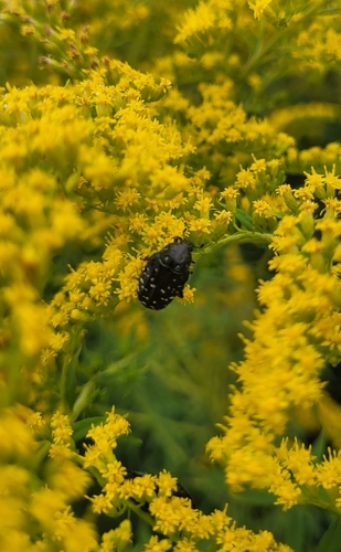 Mediterranean Spotted Chafer