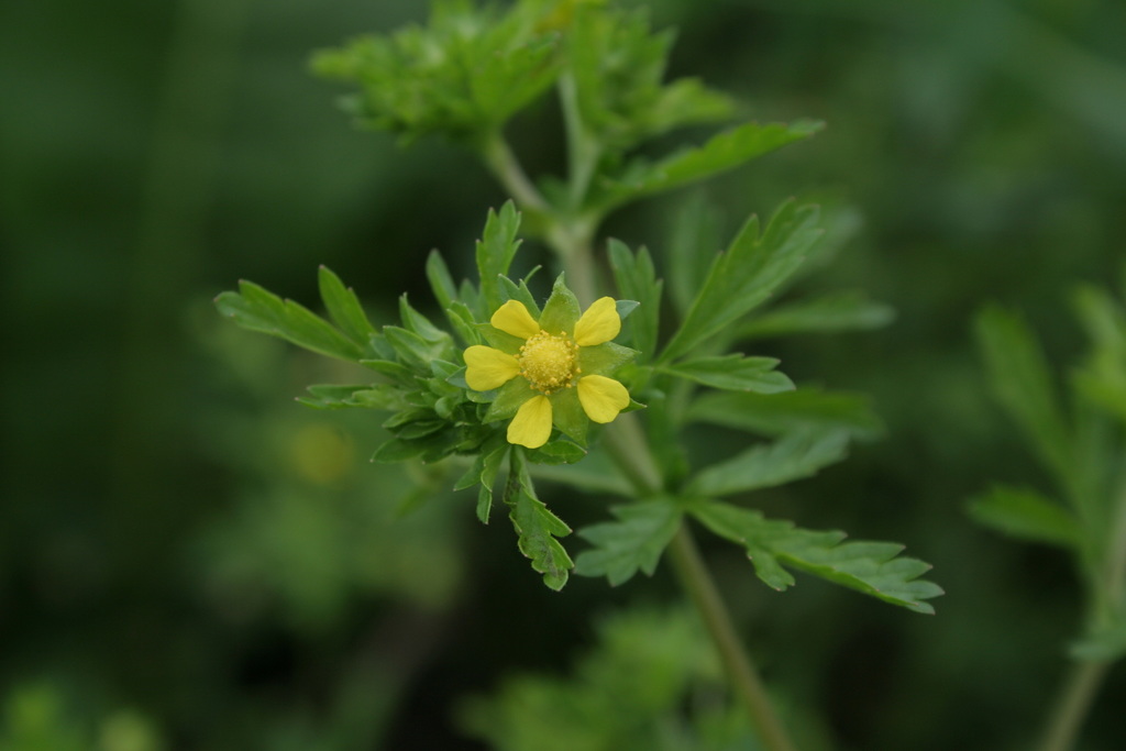 rough cinquefoil