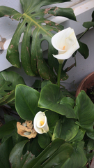 Zantedeschia aethiopica