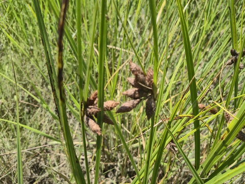 Bolboschoenus robustus observed 2026-08-21