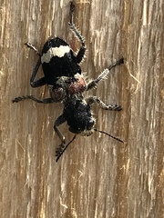 Clerus mutillarius