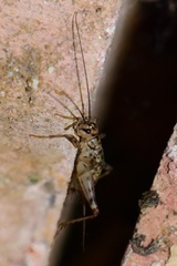 Gryllomorpha dalmatina