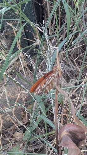 Gulf Fritillary