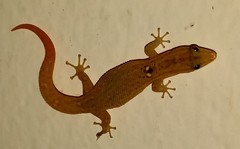 Sphaerodactylus