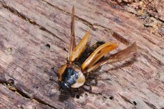 Dendroxena quadrimaculata