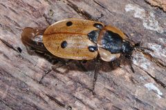 Dendroxena quadrimaculata