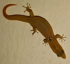 Sphaerodactylus