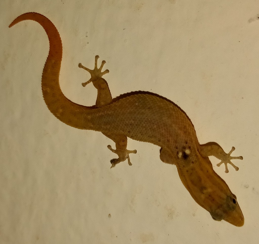 Alto Velo Least Gecko