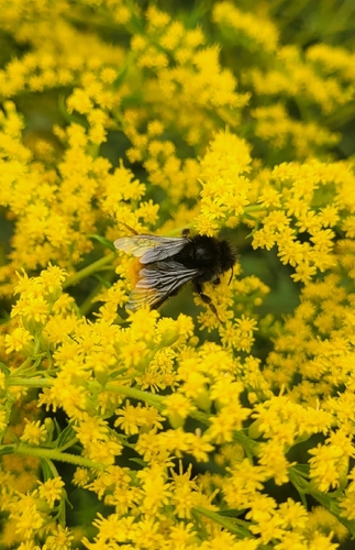 Red-tailed Bumble Bee