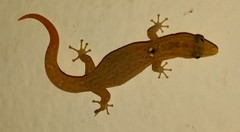 Sphaerodactylus