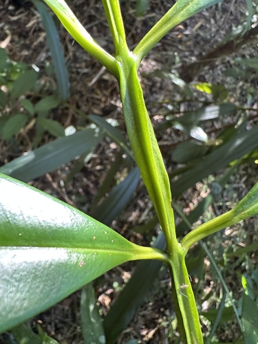 Syzygium moorei, 2026-08-21