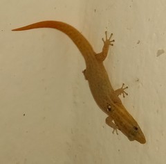 Sphaerodactylus