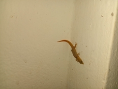 Sphaerodactylus