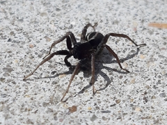 Araneae