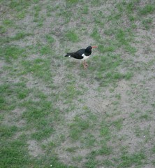 Haematopus ostralegus
